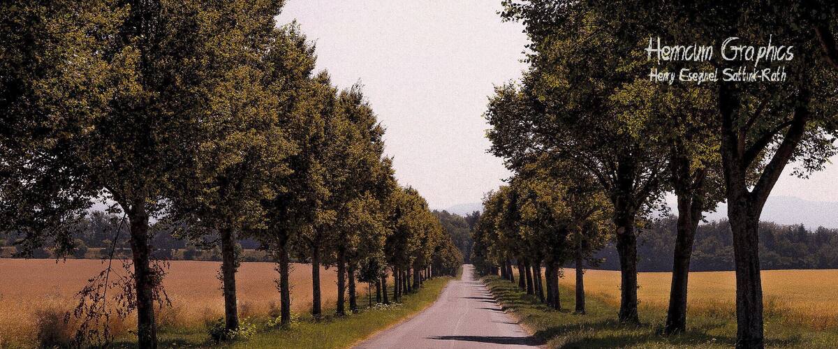A rural road flanked by rows of trees, leading into a field.