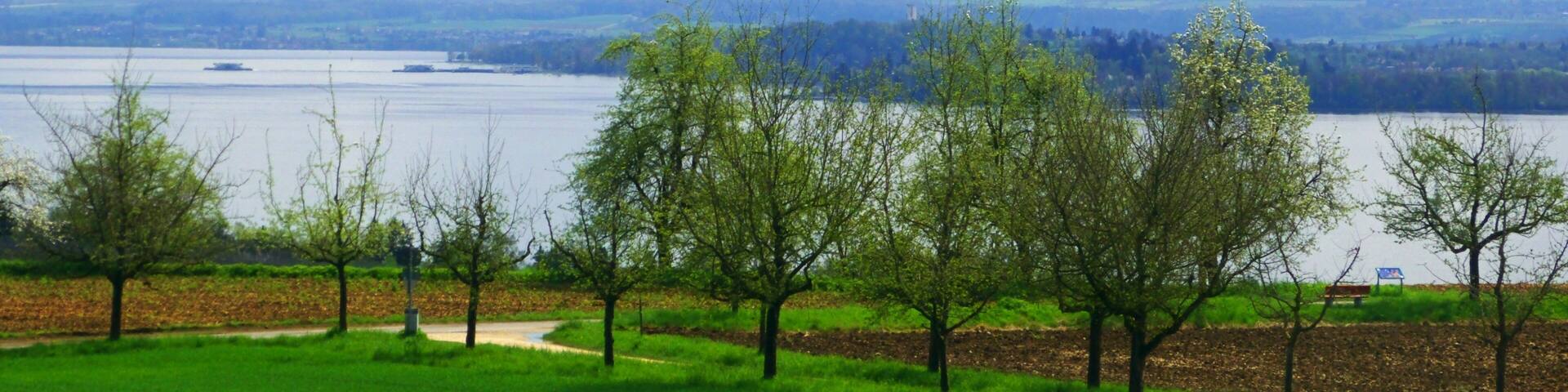 Lake Konstanz In Spring