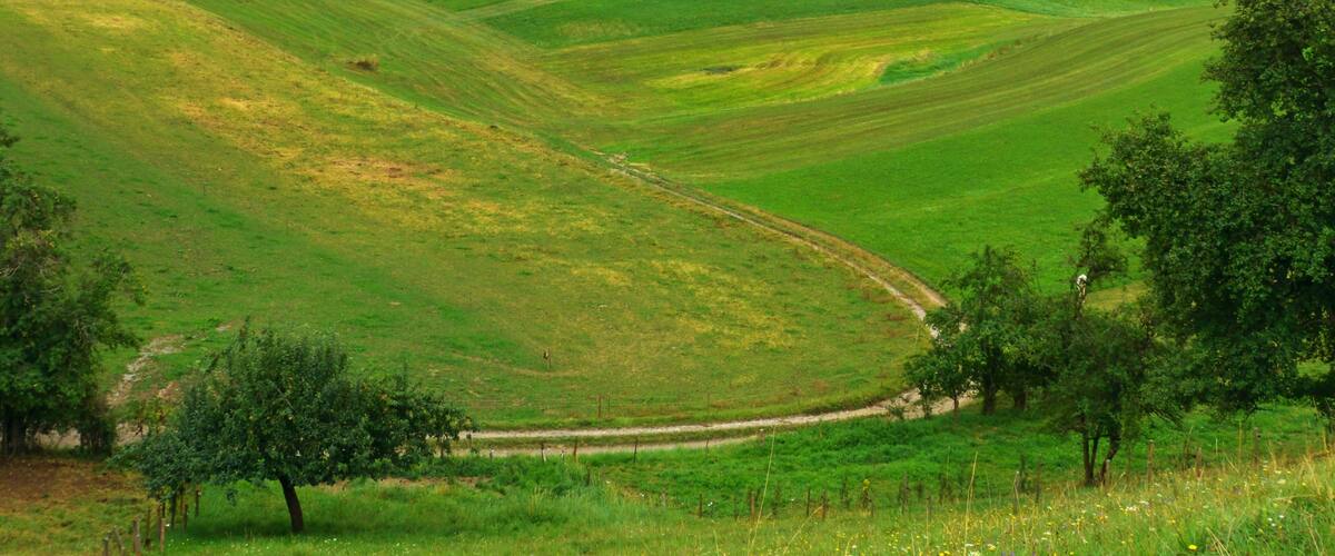 Rolling green hills, a winding path, and scattered trees.