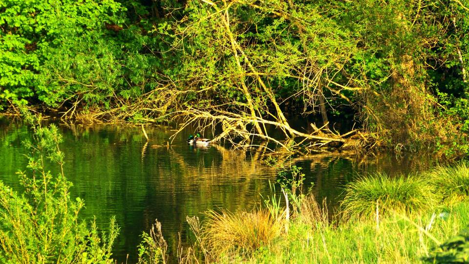 A calm river with a duck swimming, surrounded by lush greenery and trees.