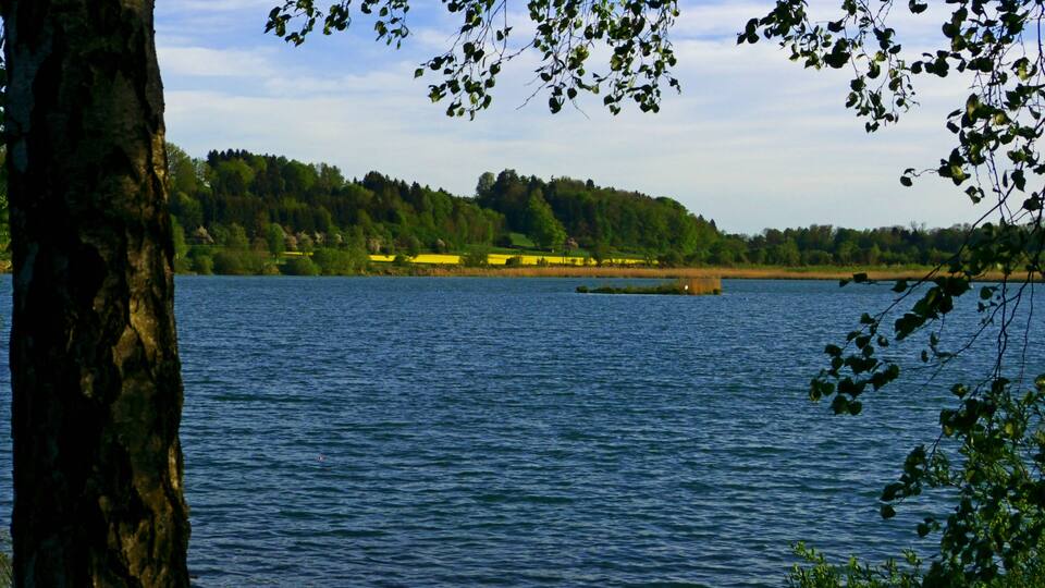 A calm lake with a tree trunk in the foreground, a small island, and a forested hill in the background.