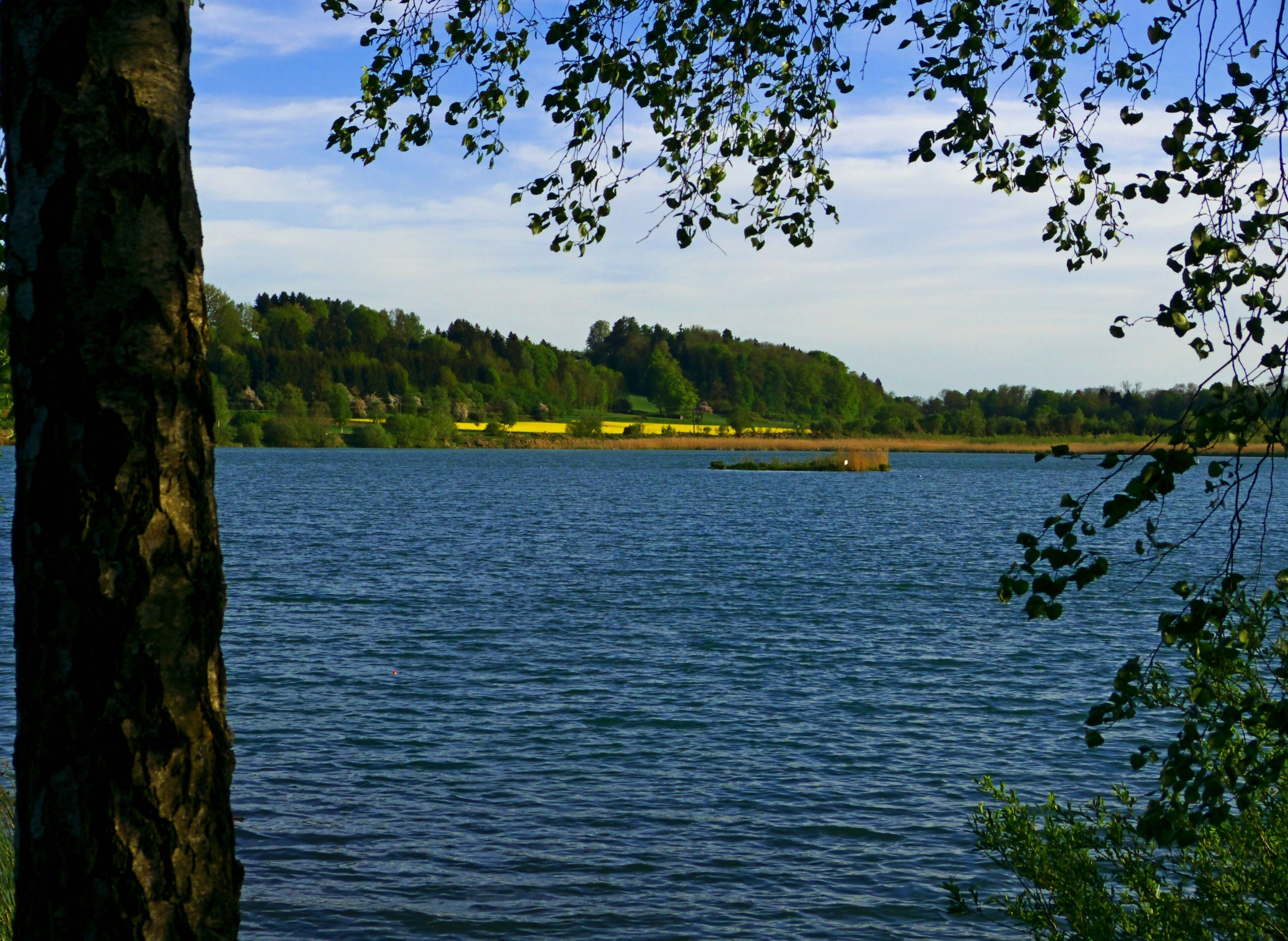 A calm lake with a tree trunk in the foreground, a small island, and a forested hill in the background.