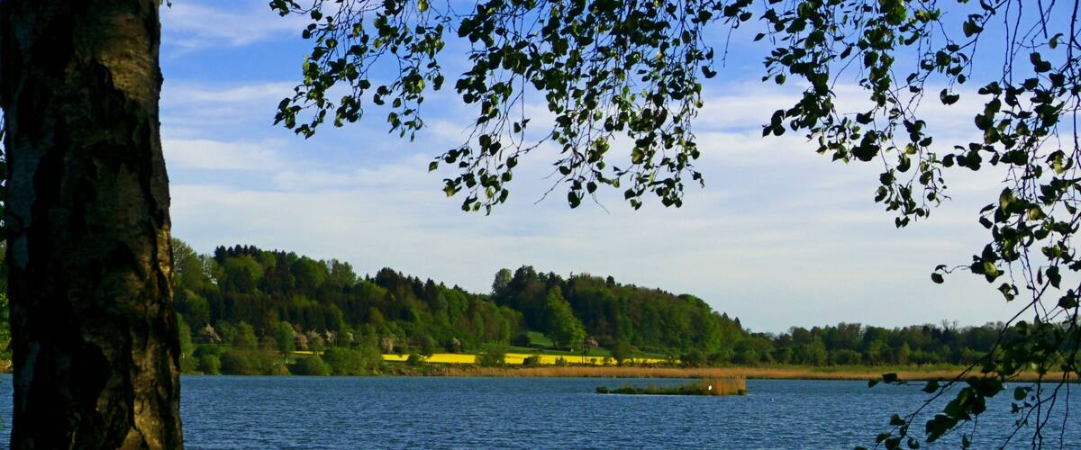 A calm lake with a tree trunk in the foreground, a small island, and a forested hill in the background.