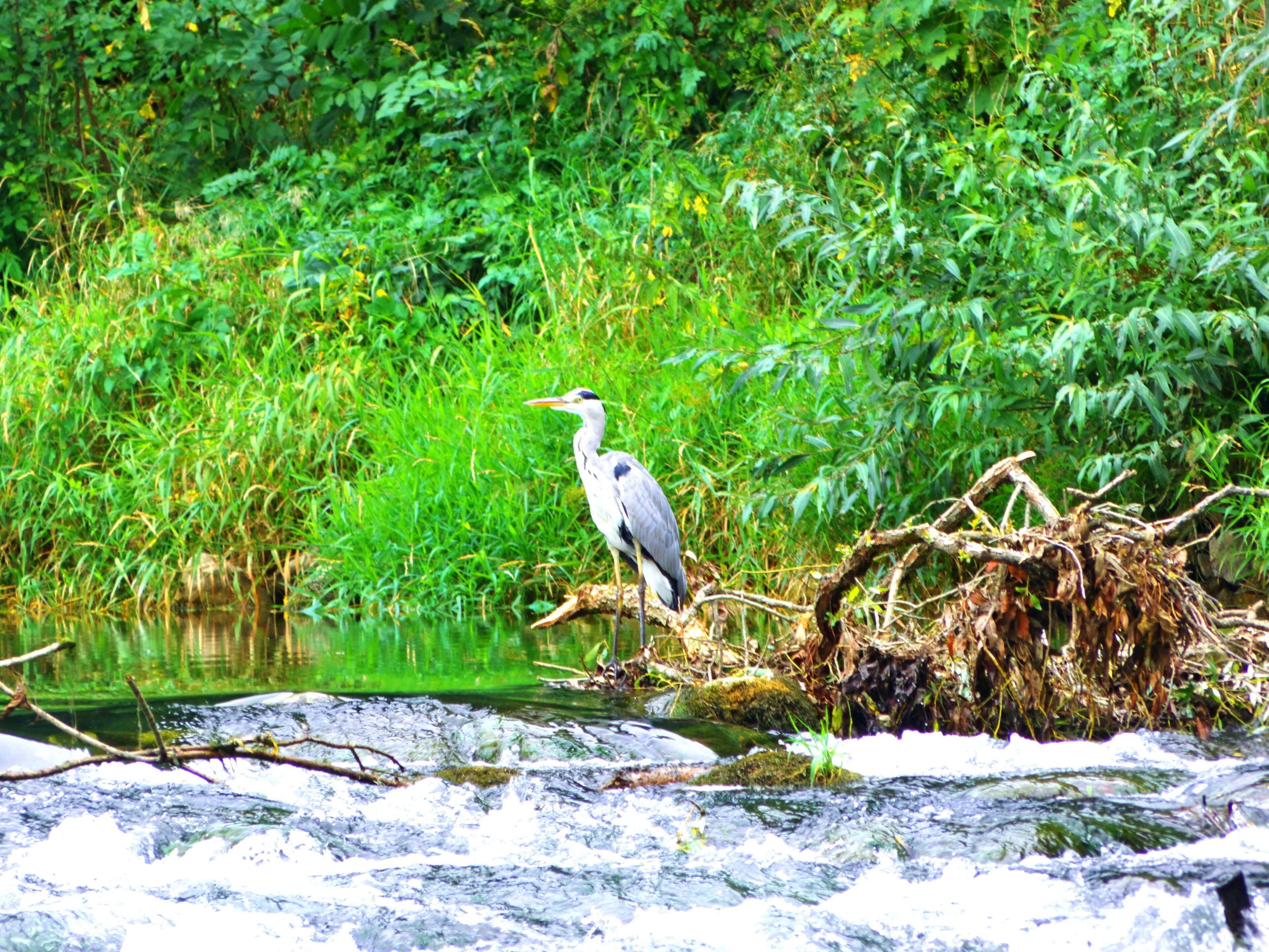 Heron