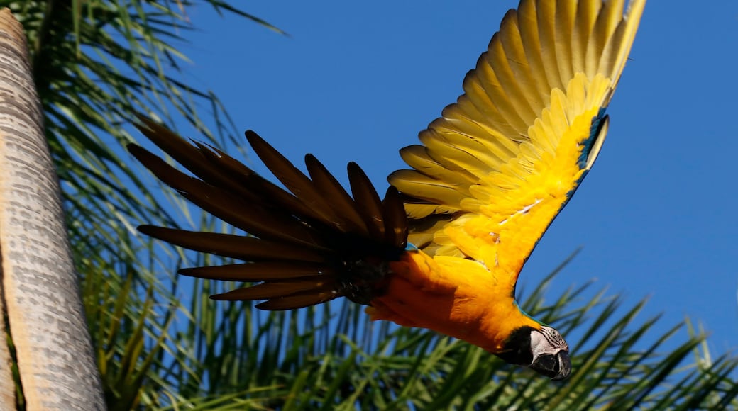 Araras de Caldas Novas - GO - Brasil