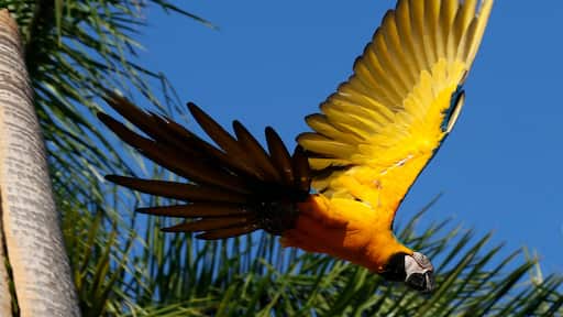 Araras de Caldas Novas - GO - Brasil