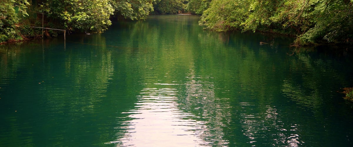 A calm river surrounded by dense green foliage.
