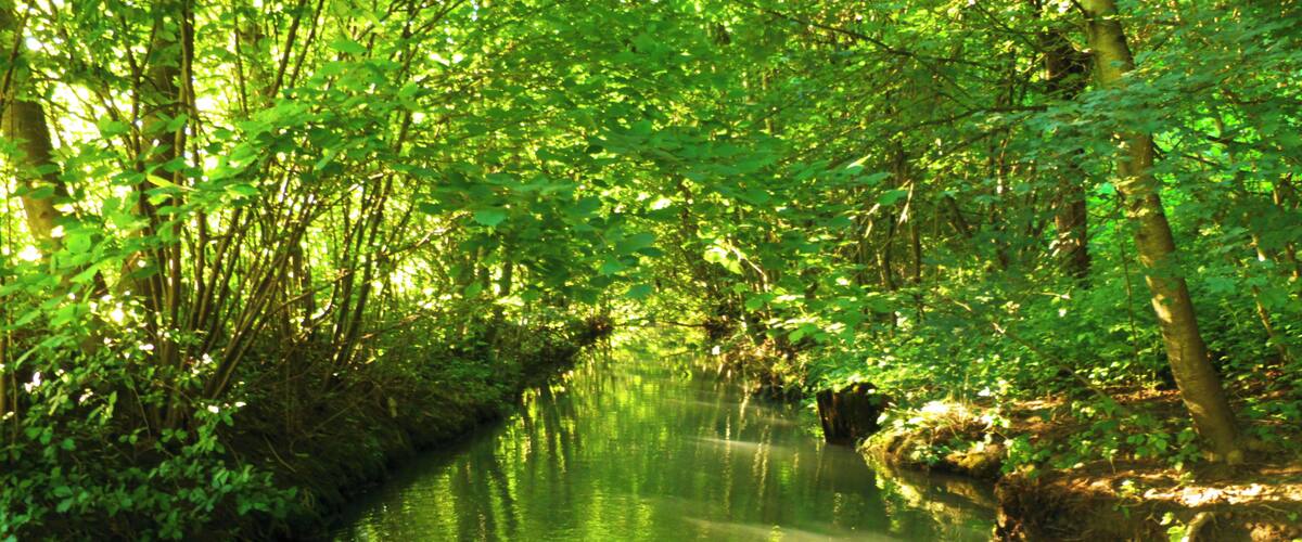 A narrow waterway surrounded by dense green foliage.