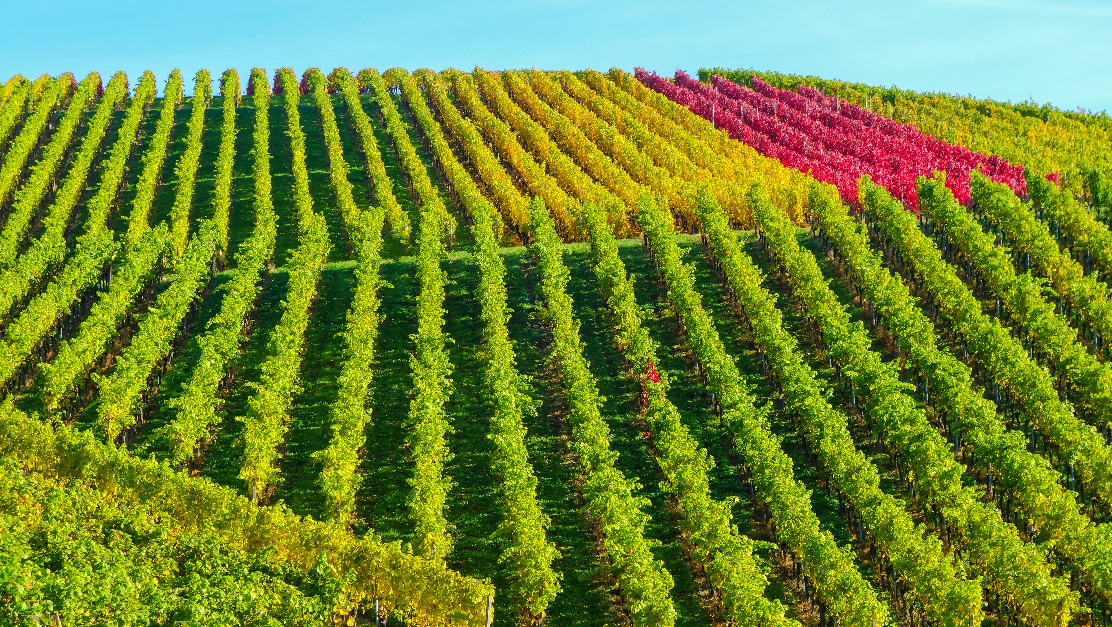 A vineyard with rows of grapevines.