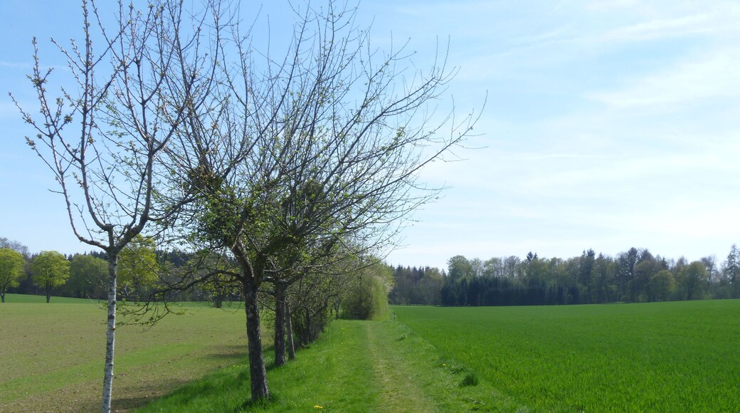 Feldhecke bei Ebenhausen