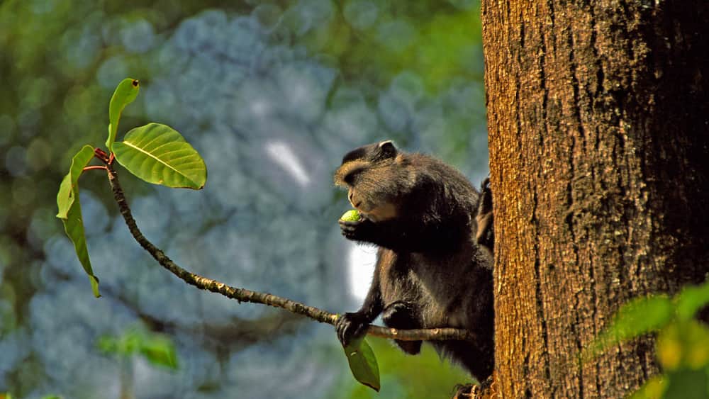 Samango monkey, Kakamega Forest, Kenya