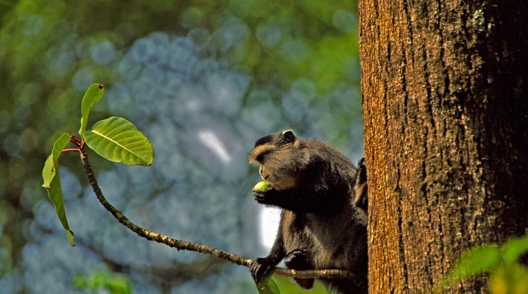 Samango monkey, Kakamega Forest, Kenya