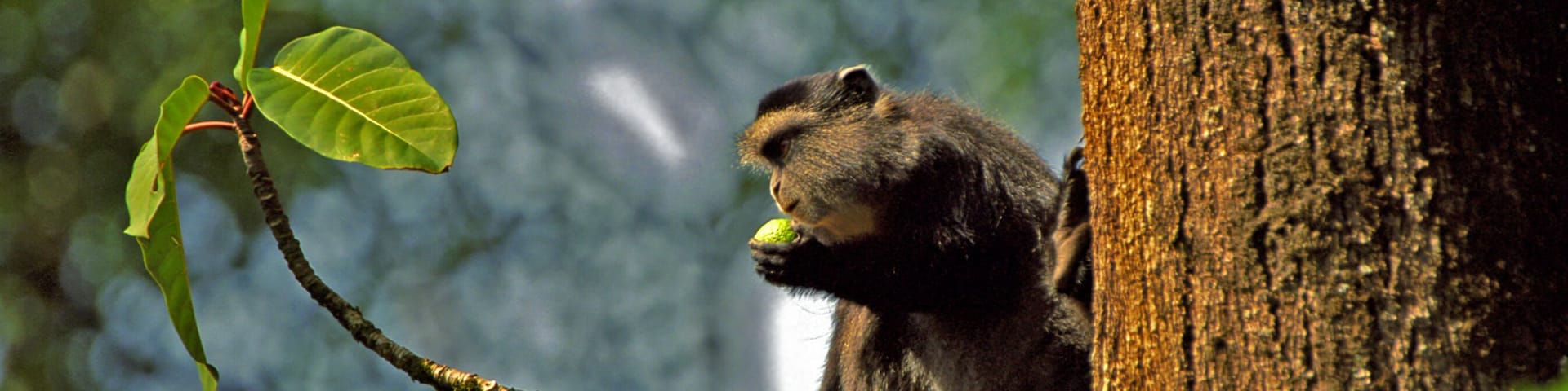 Samango monkey, Kakamega Forest, Kenya