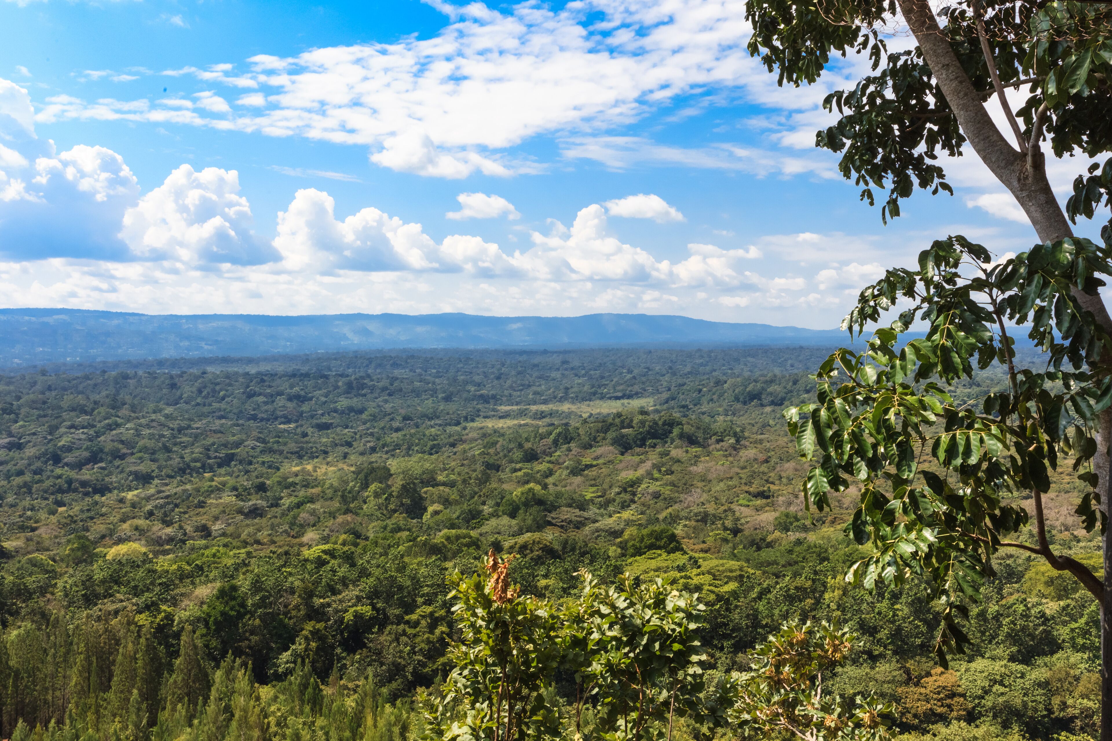 Rainforest in the heart of the savannah. Kakamega Forest. Kenya,  East Africa