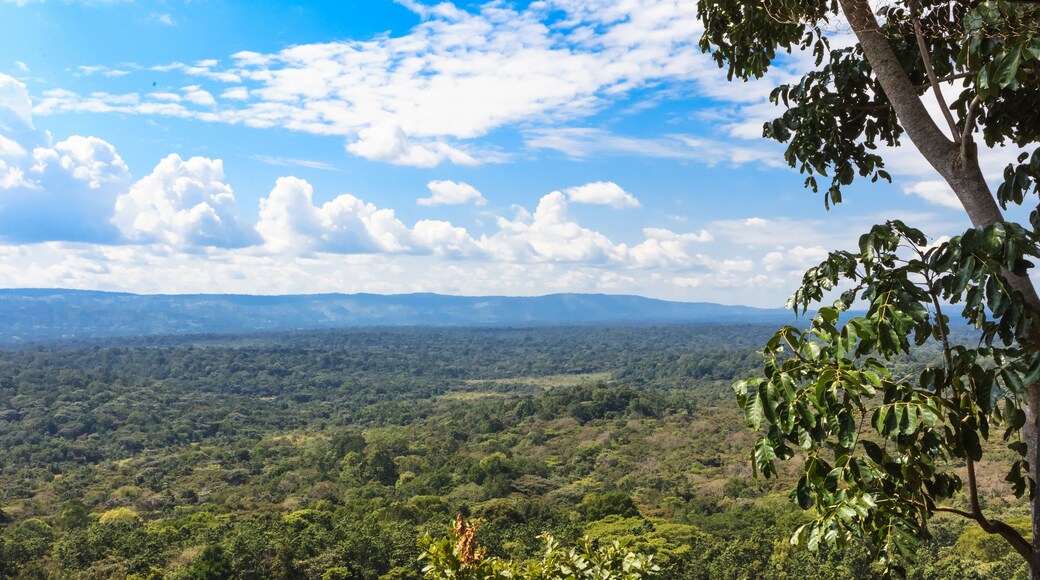 Rainforest in the heart of the savannah. Kakamega Forest. Kenya, East Africa
