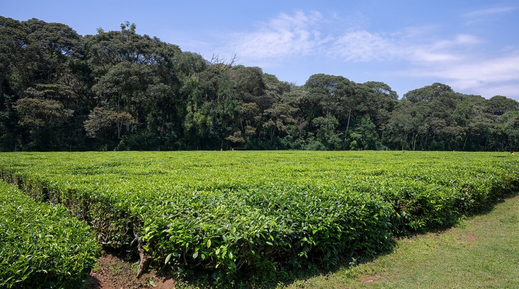 Tea plantation in Kakamega, Kenya, bordering Kakamega Forest