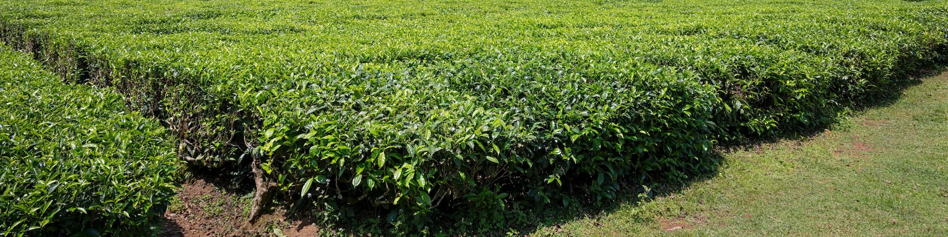 Tea plantation in Kakamega, Kenya, bordering Kakamega Forest