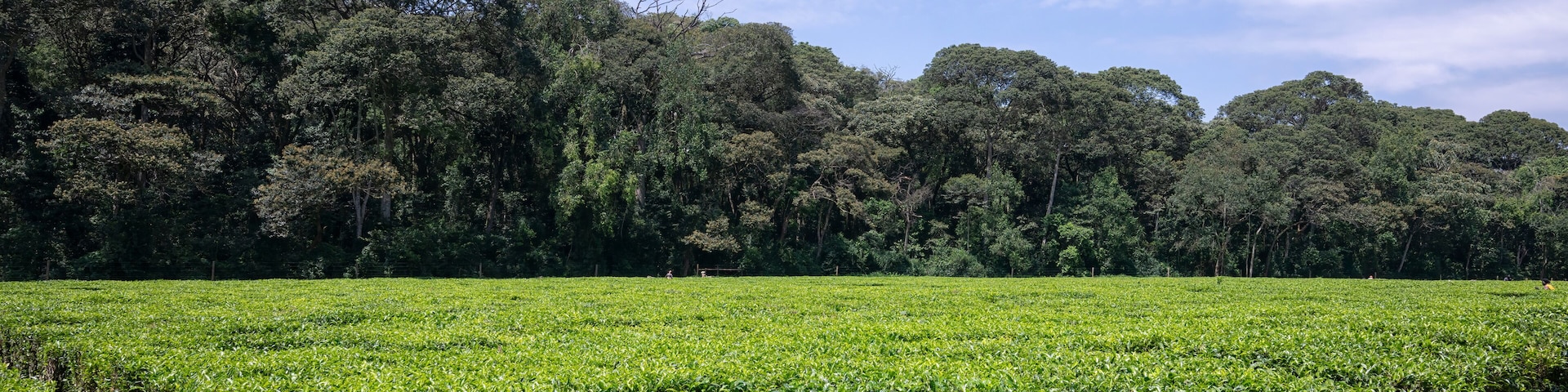 Tea plantation in Kakamega, Kenya, bordering Kakamega Forest