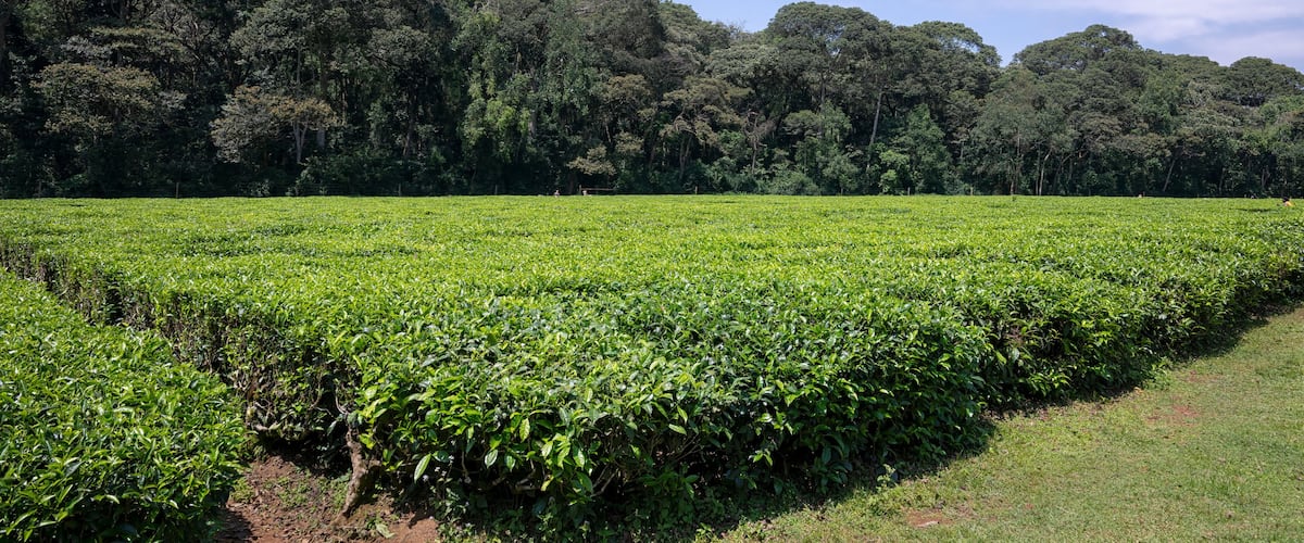 A lush green tea plantation with dense foliage and a clear blue sky.