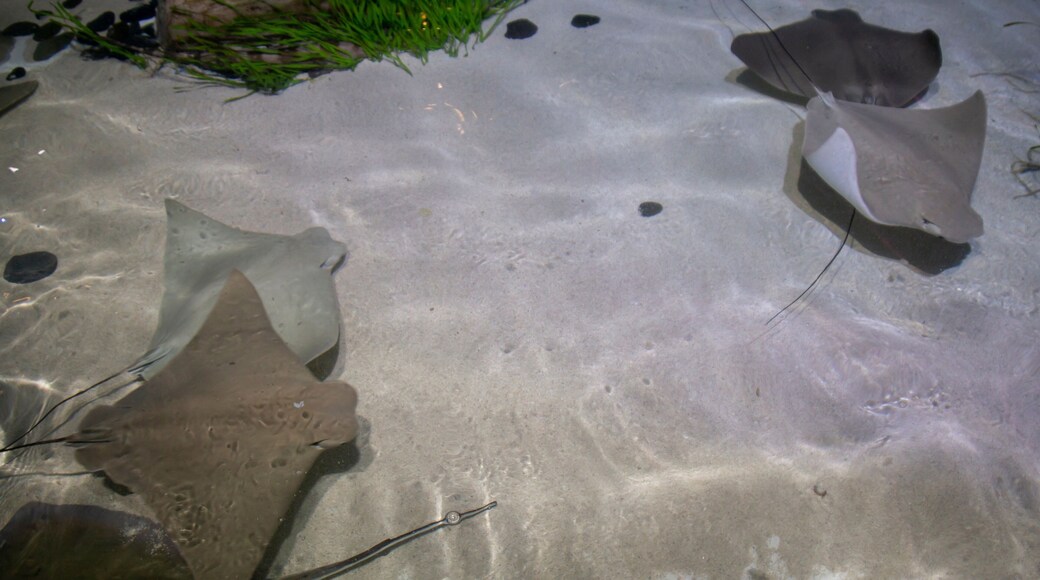 シー ライフ ミネソタ水族館