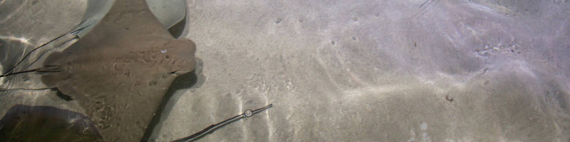 Aquarium attraction in the Twin Cities of Minnesota