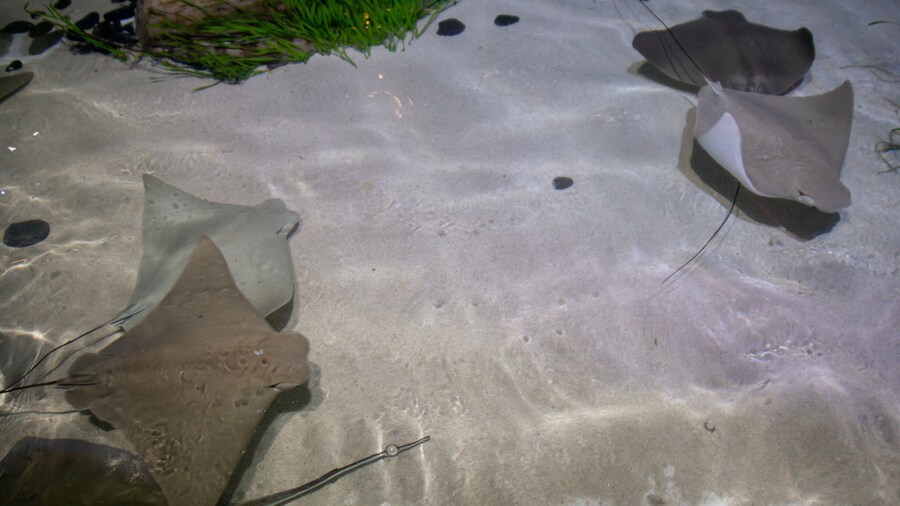 Aquarium Sea Life Minnesota