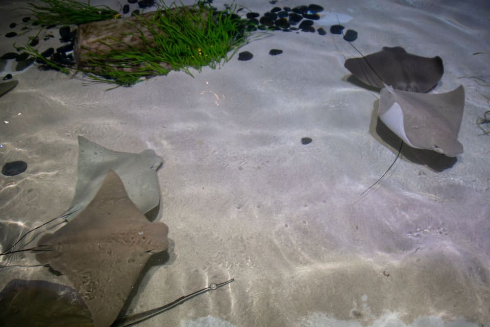 Un entorno submarino arenoso con rayas y plantas acuáticas.