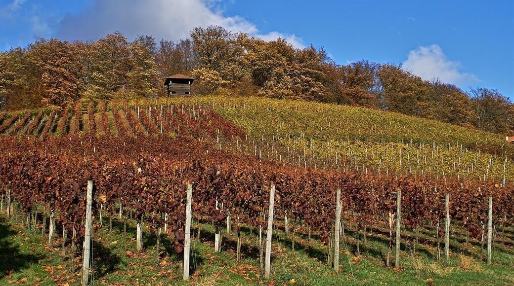 Ötisheim Schönenberg Weinberge mit Chartaque