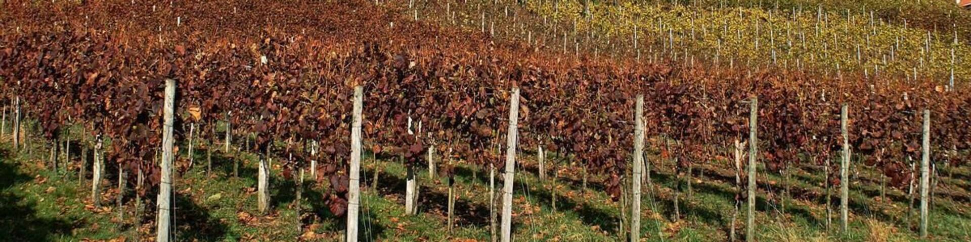 Ötisheim Schönenberg Weinberge mit Chartaque
