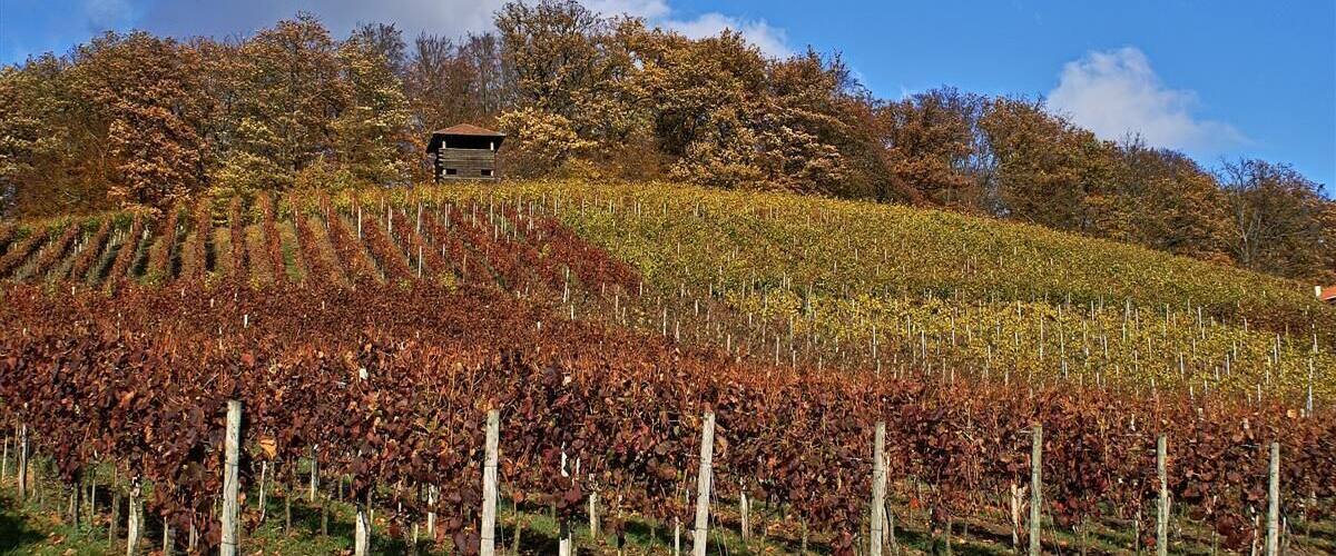 A vineyard with rows of grapevines on a hillside, a small building, and autumn-colored trees in the background.