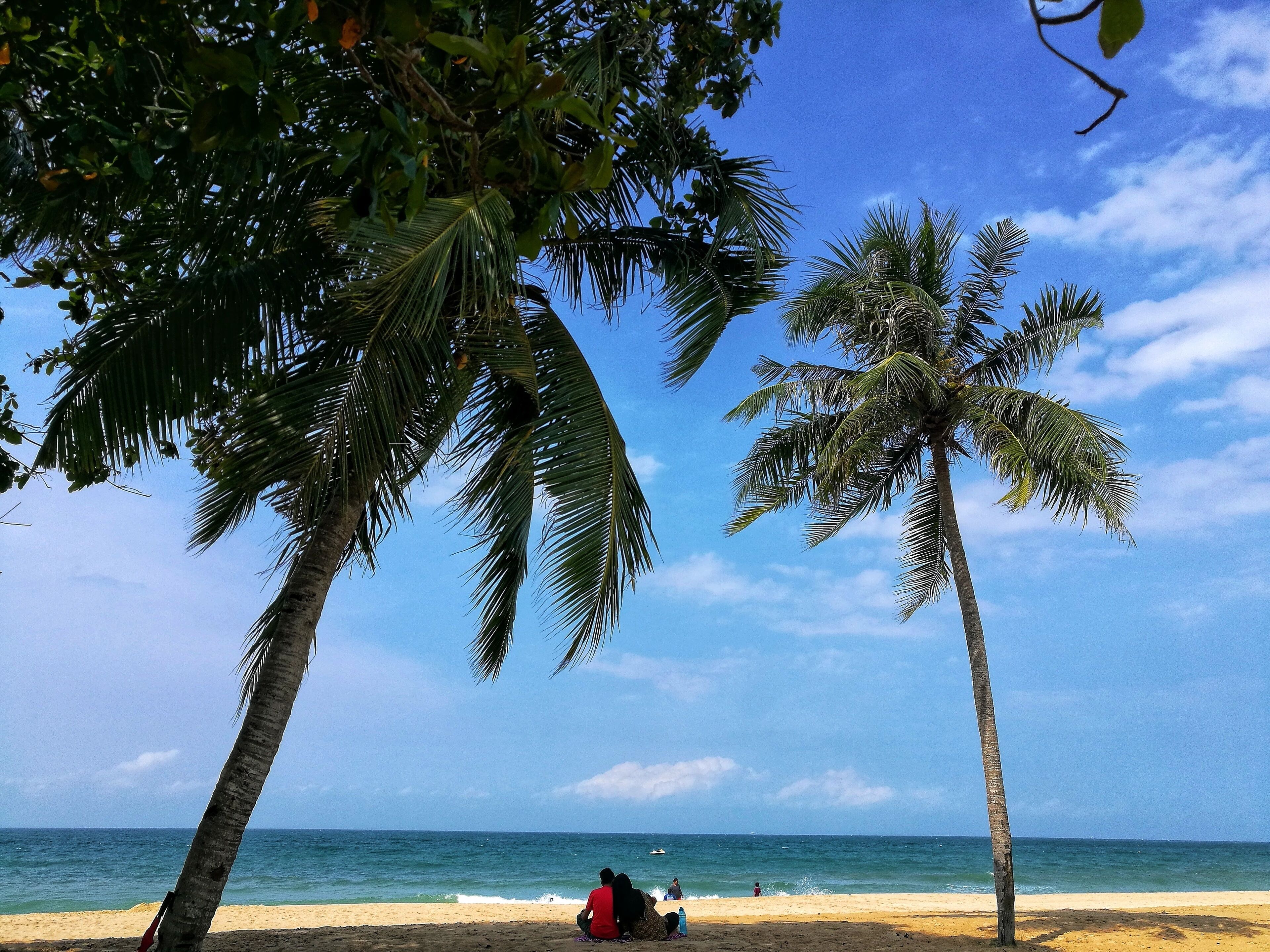 A beach with palm trees and the ocean.