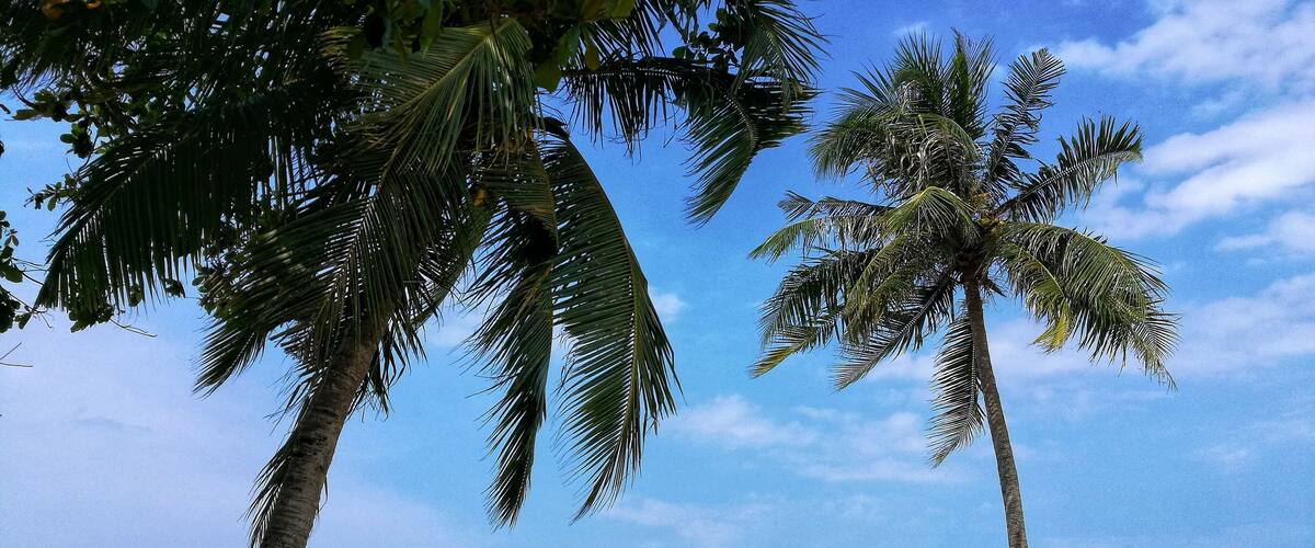 A beach with palm trees and the ocean.