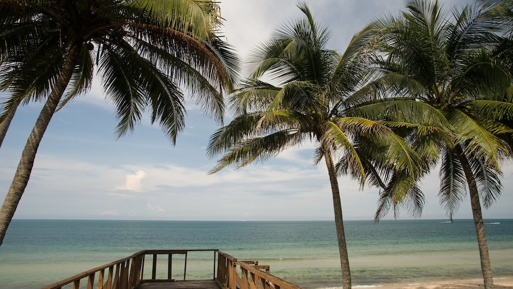 A wooden boardwalk leading to a beach with palm trees and a clear sky.