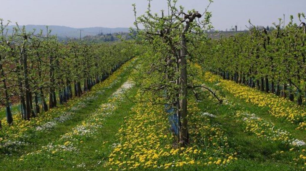 Obstbaumplantage