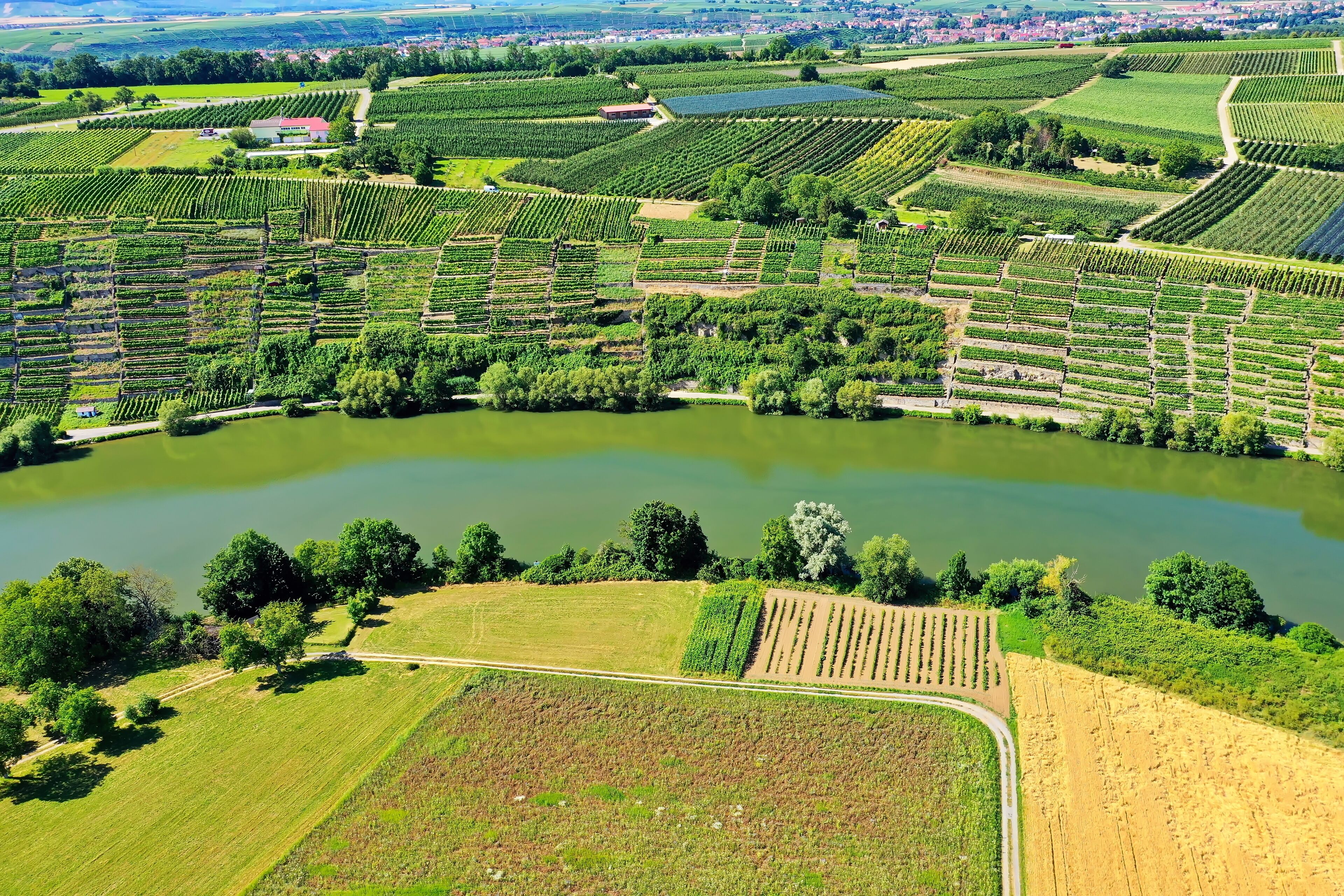 An aerial view of a vineyard with rows of grapevines, a central pond, and surrounding fields.