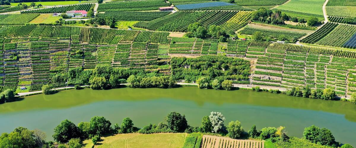An aerial view of a vineyard with rows of grapevines, a central pond, and surrounding fields.