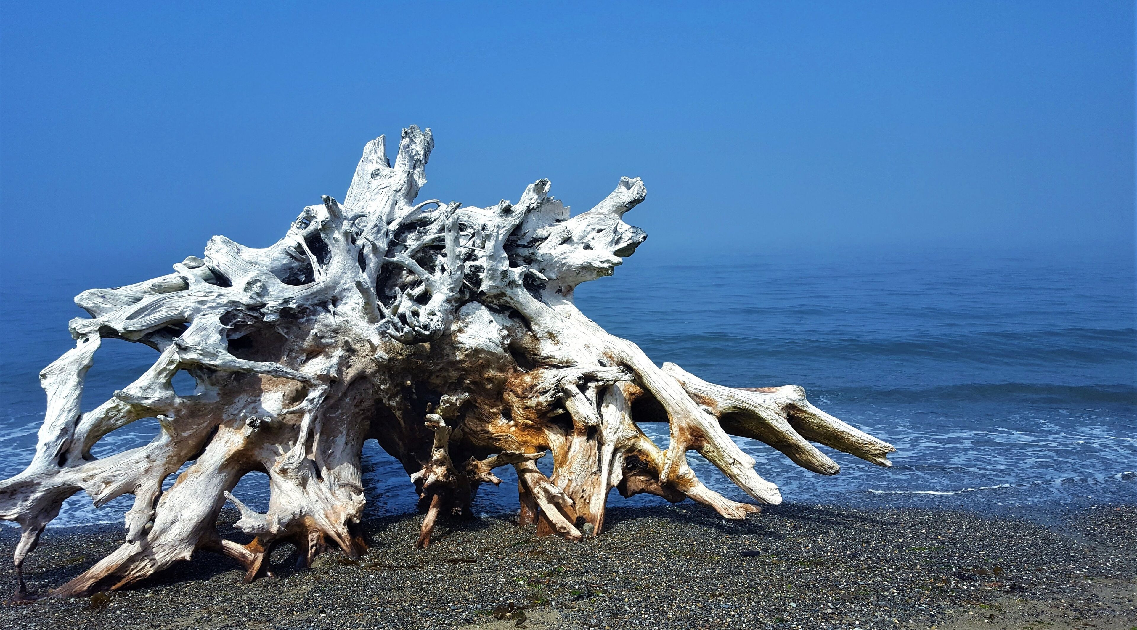 A large driftwood formation on a pebbly beach with the ocean in the background.