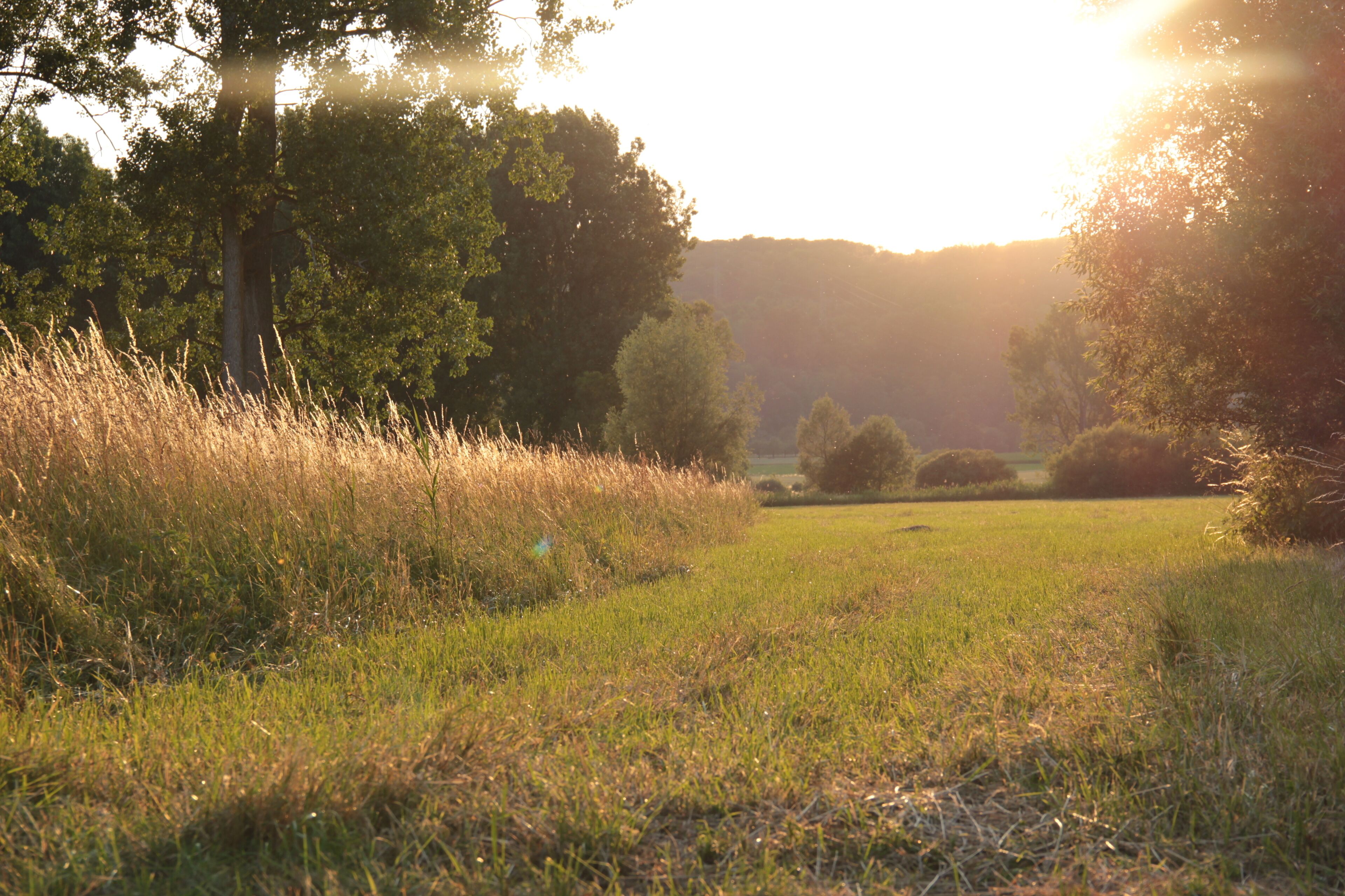 (NSG:BW-2.210)_Mauermer und Bammentaler Elsenztal