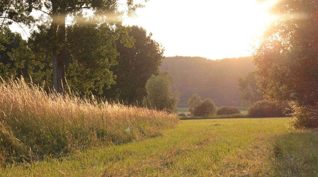 (NSG:BW-2.210)_Mauermer und Bammentaler Elsenztal