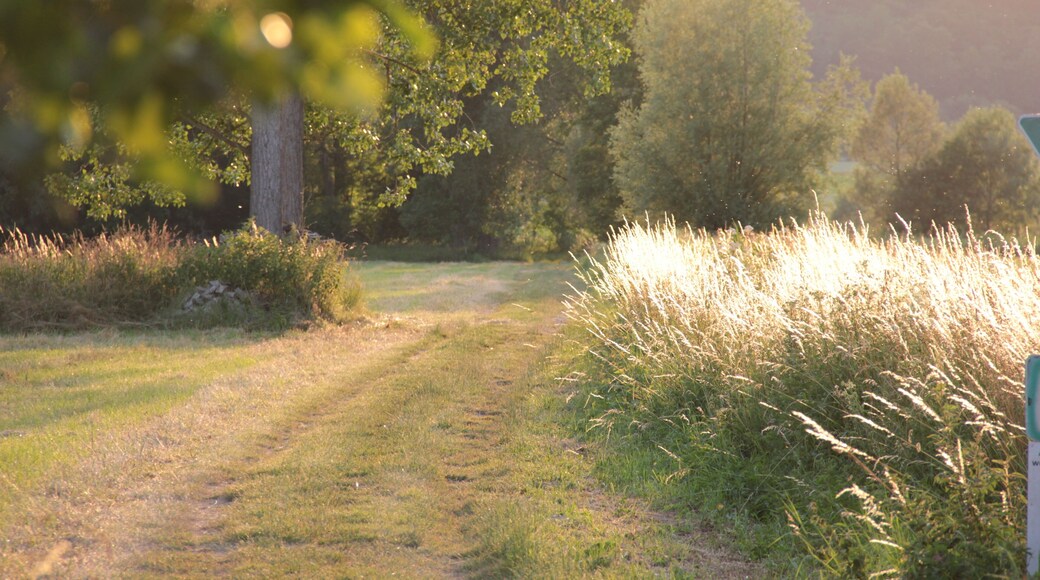 (NSG:BW-2.210)_Mauermer und Bammentaler Elsenztal