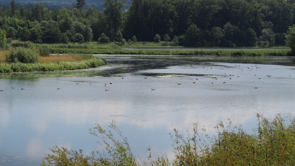 A calm lake surrounded by dense forest and a distant hill.
