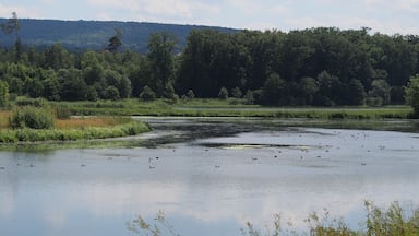 "Stockmühle" dam lake with near-natural islands and shores