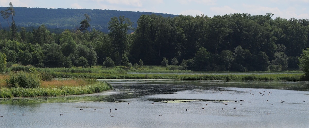 A calm lake surrounded by dense forest and a distant hill.