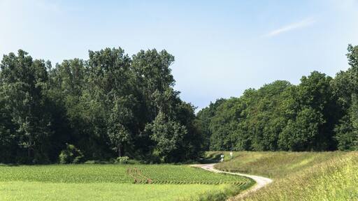 Naturschutzgebiet „Steiner Wald von Nordheim“ (NSG 1431013) in Biblis: Man sieht auch den Hessischer Radfernweg R6 und das Hinweisschild "Naturschutzgebiet".