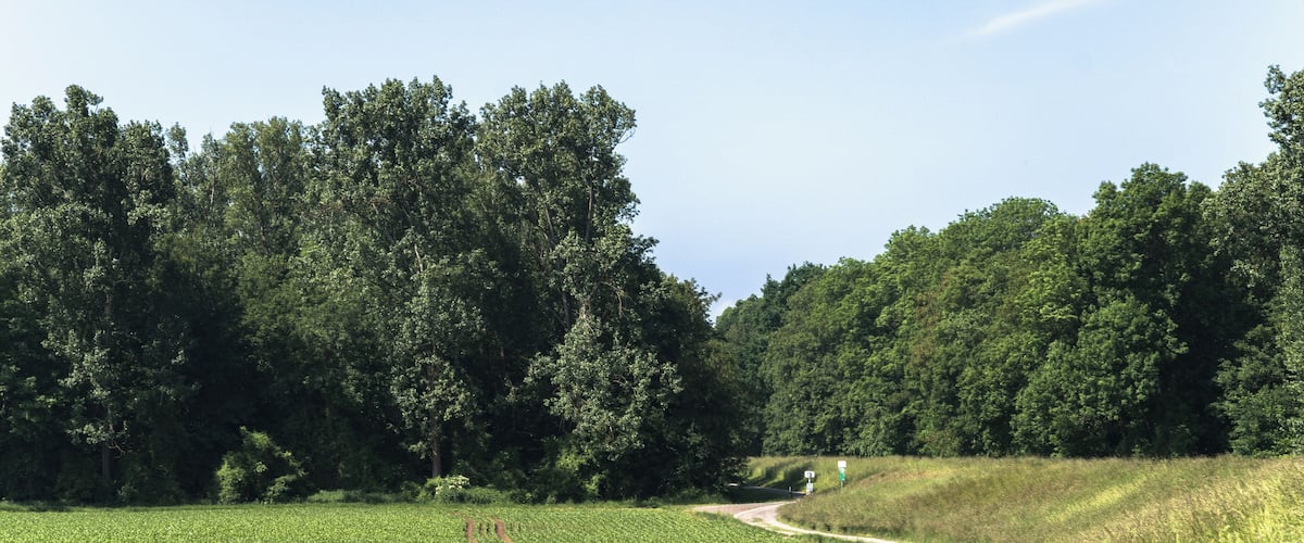 A winding road through a lush green field with dense forest on both sides.