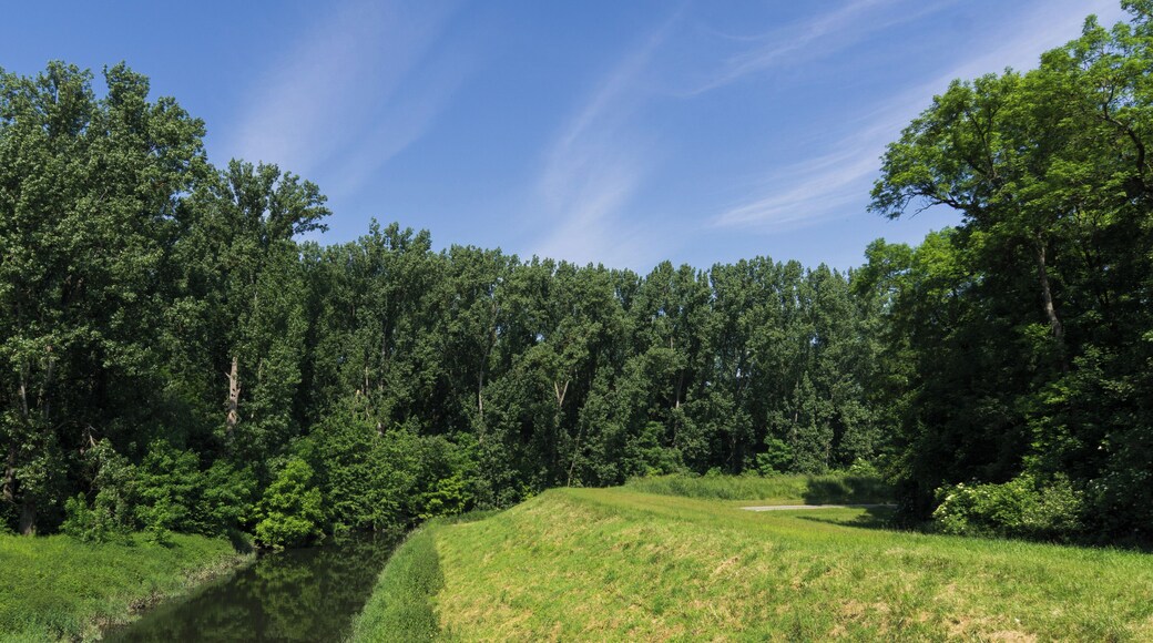 Naturschutzgebiet „Steiner Wald von Nordheim“ (NSG 1431013) in Biblis: Blick von der Betonbrücke über die Weschnitz in Richtung Rhein (hinter den Bäumen).