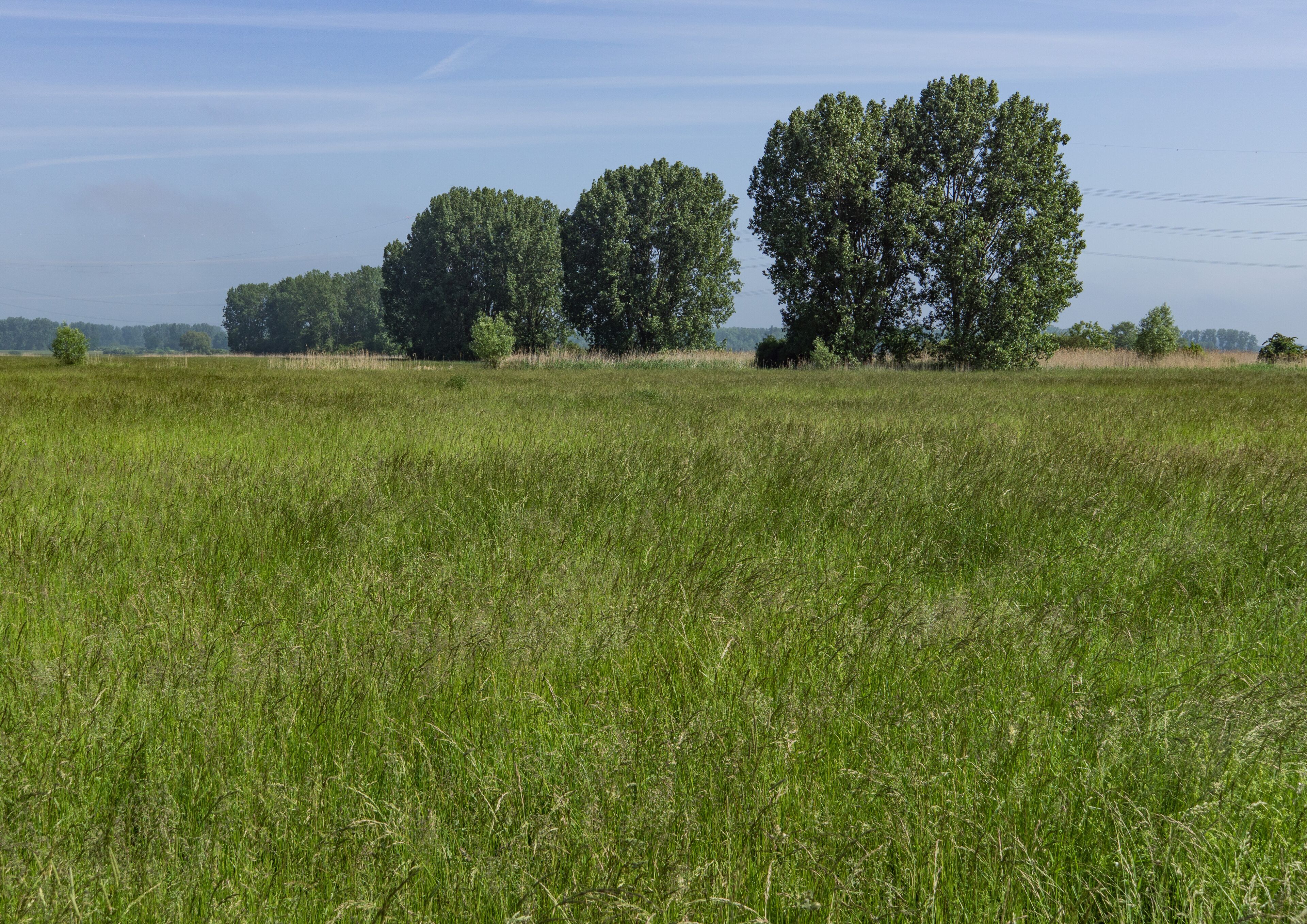 Naturschutzgebiet „Lochwiesen von Biblis“ (NSG 1431021)