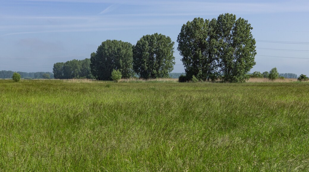 Naturschutzgebiet „Lochwiesen von Biblis“ (NSG 1431021)