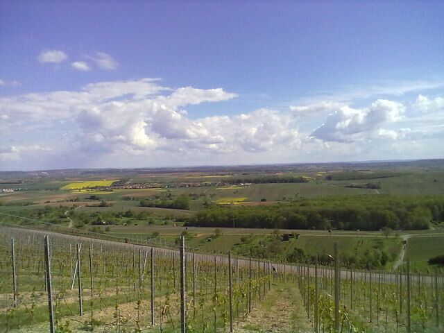 Heuchelberg - Aussicht