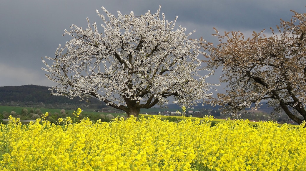 (LSG:HE-2440001)_Auenverbund Wetterau